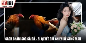 Cách Chăm Sóc Gà Đá – Bí Quyết Giữ Chiến Kê Sung Mãn