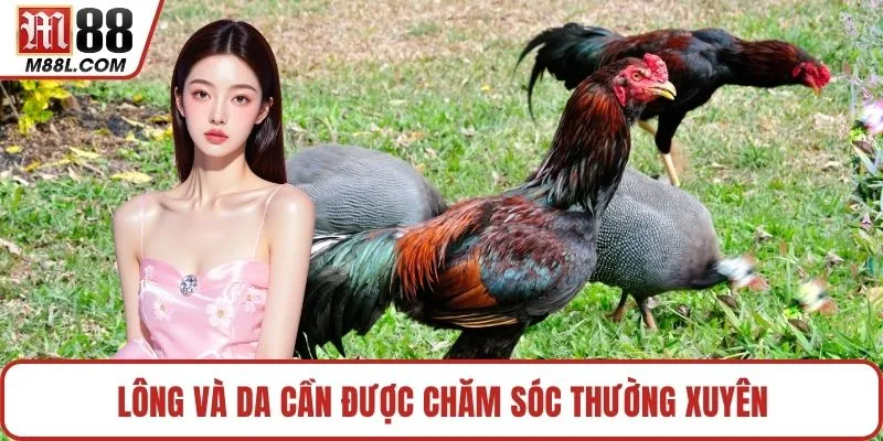 Lông và da cần được chăm sóc thường xuyên