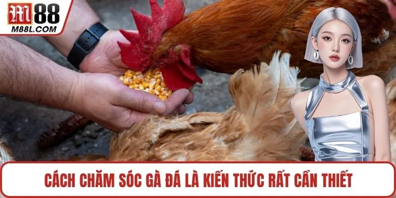 Cách chăm sóc gà đá là kiến thức rất cần thiết
