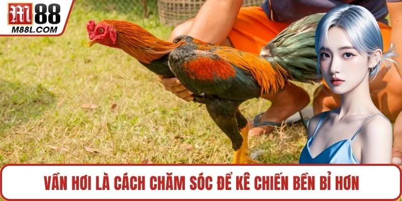 Vần hơi là cách chăm sóc để kê chiến bền bỉ hơn