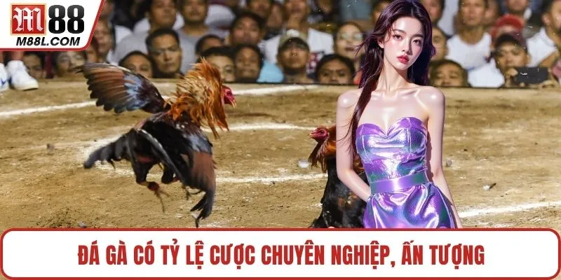 Đá gà có tỷ lệ cược chuyên nghiệp, ấn tượng