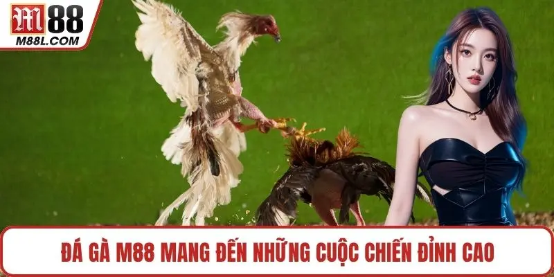 Đá gà M88 mang đến những cuộc chiến đỉnh cao