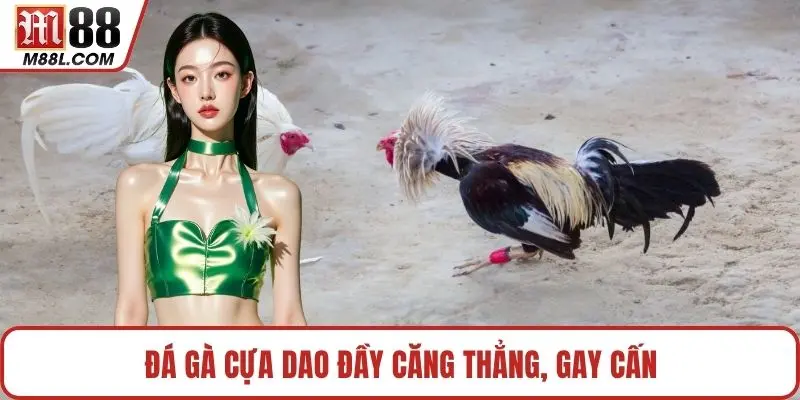 Đá gà cựa dao đầy căng thẳng, gay cấn